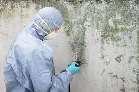 Best Crawl Space Mold Remediation  in Belle Chasse, LA